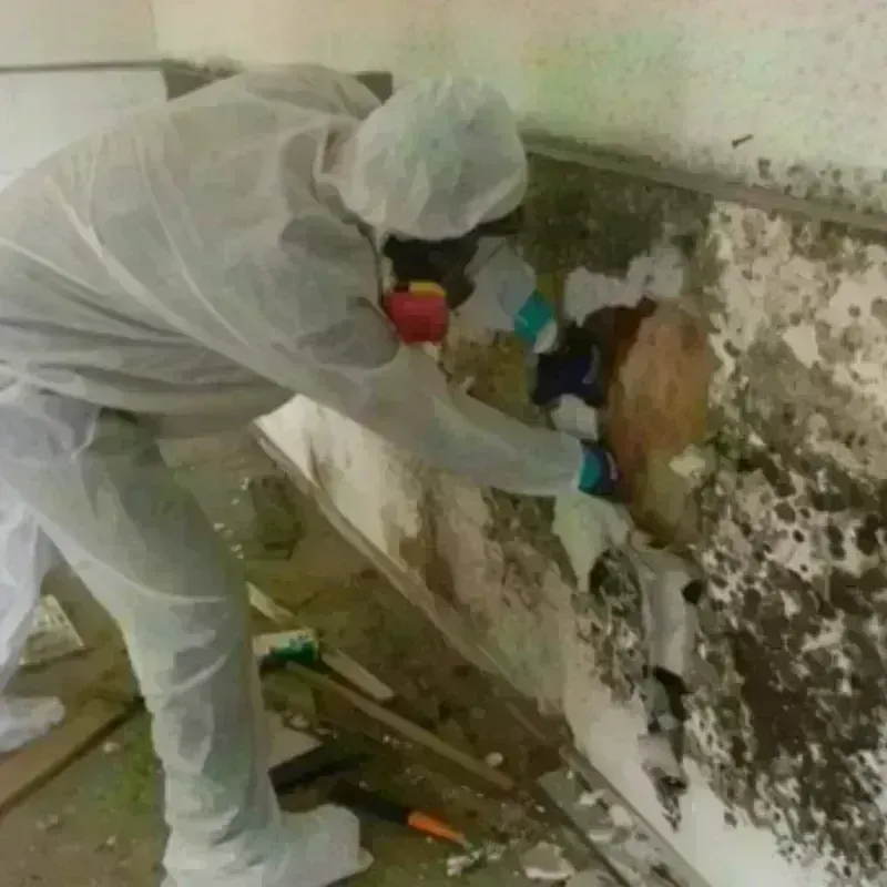 Mold Remediation and Removal in Amidon, ND